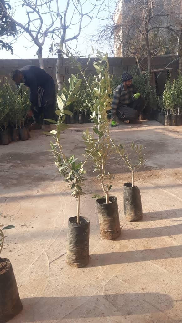 فروش انواع نهال زیتون|خدمات باغبانی و درختکاری|منجیل, |دیوار