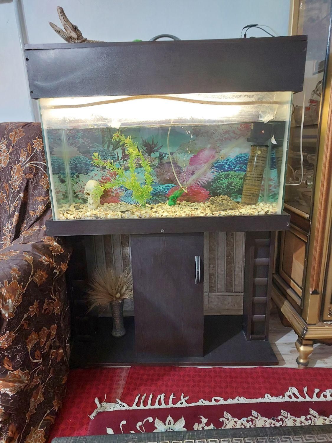 اکواریم|ماهی|قرچک, زیبا شهر|دیوار