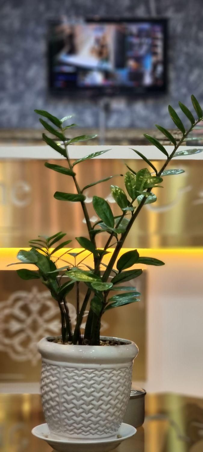 مسافرخانه سوییت هتل آپارتمان نزدیک حرم بهداشتی|اجارهٔ کوتاهمدت آپارتمان و سوئیت|مشهد, نوغان|دیوار