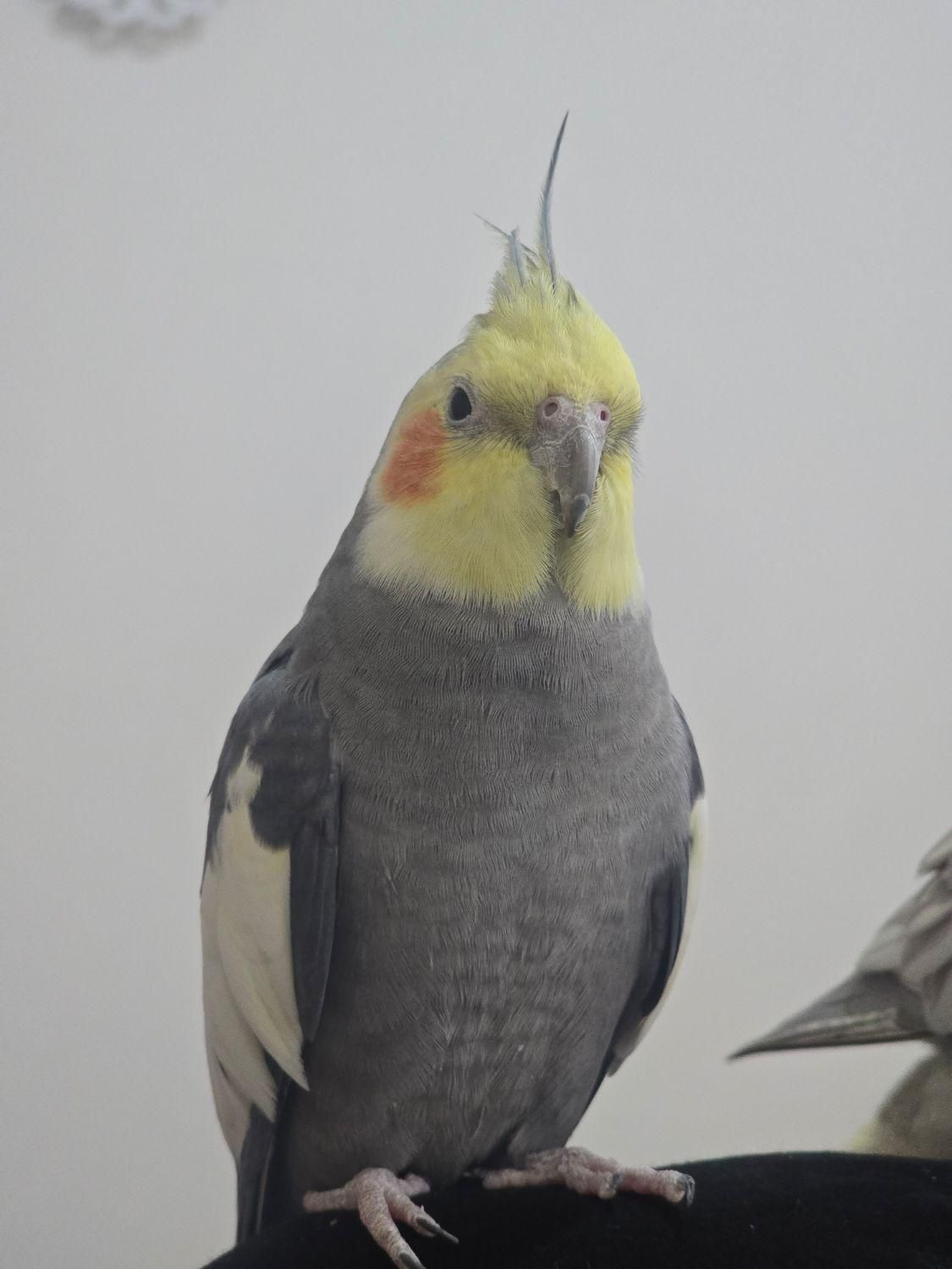 گمشده|حیوانات|ری, دیلمان|دیوار