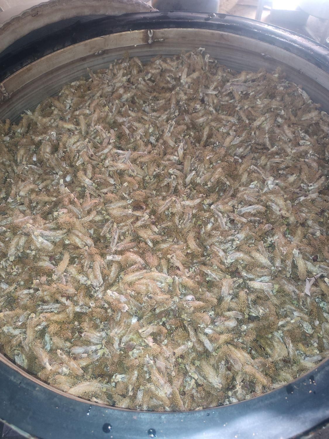 عرق بیدمشک و نسترن|خوردنی و آشامیدنی|شیراز, دارالرحمه|دیوار