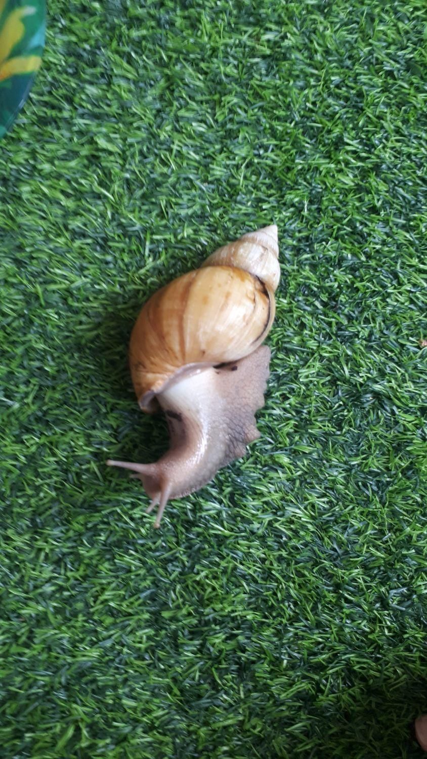 فروش  تعدادی حلزون بالغ وتخم گذار|خزنده|خمینی‌شهر, |دیوار