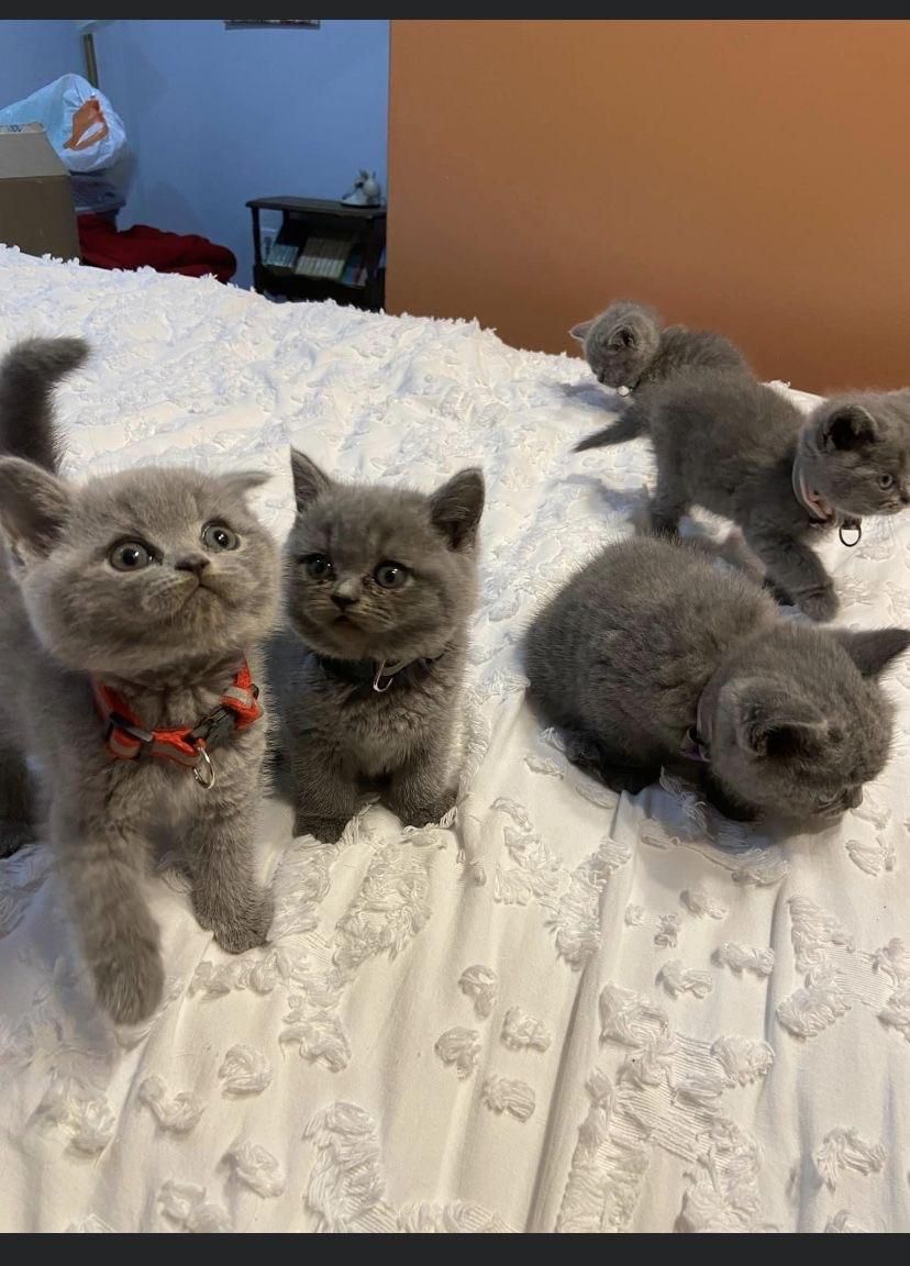 گربه های بریتیش و اسکاتیش اصیل در اهواز|گربه|اهواز, کمپلو شمالی|دیوار