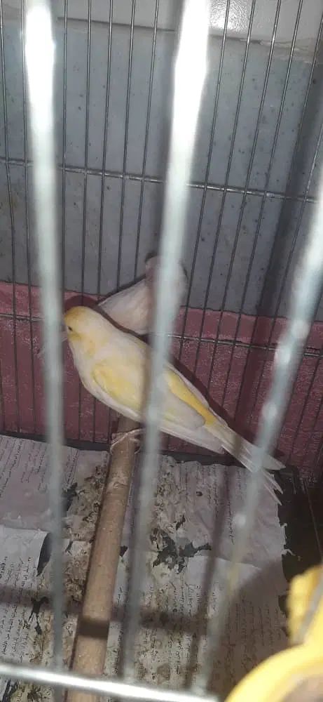 قناری ماده|پرنده|اصفهان, سودان|دیوار