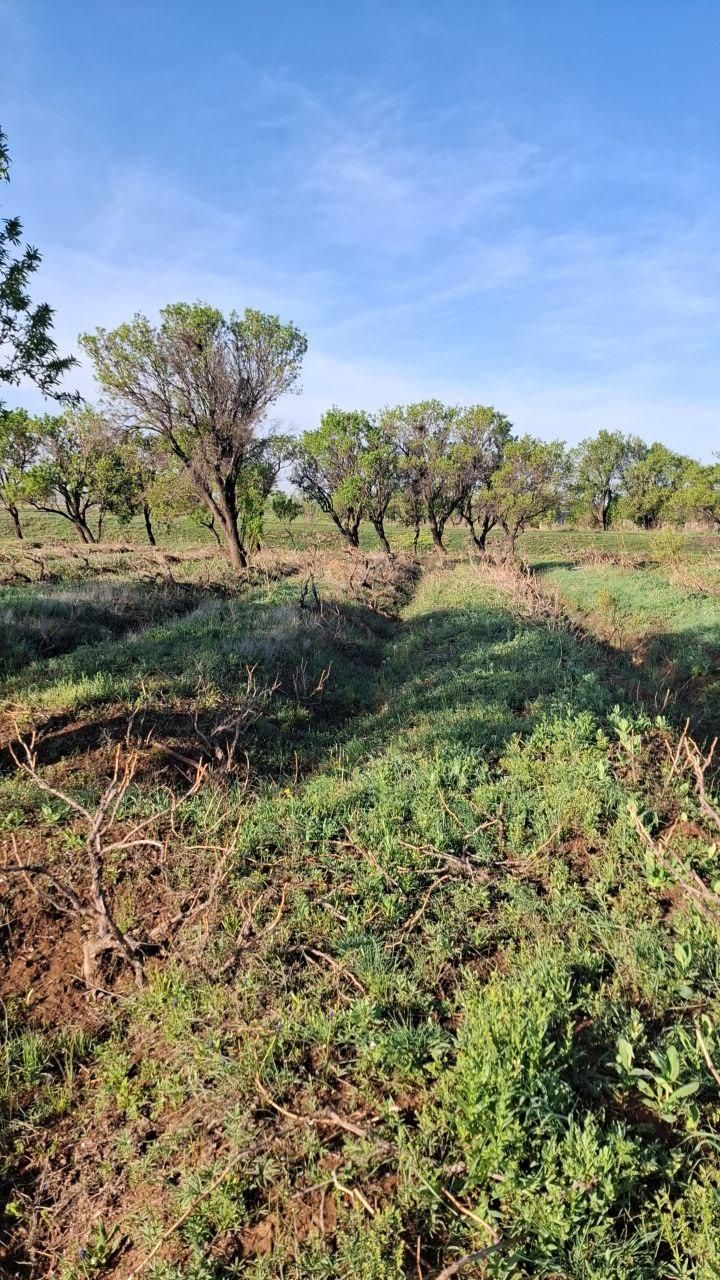 .باغ ۲۰۰۰هزارمتری با ۱.۵ساعت آب از موتور|فروش زمین و ملک کلنگی|قزوین, |دیوار