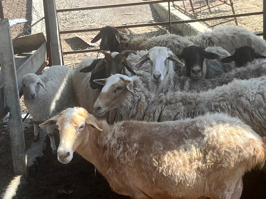 فروش دام زنده با قیمت استثنایی|حیوانات مزرعه|رشت, شهرک آیت الله منتظری|دیوار