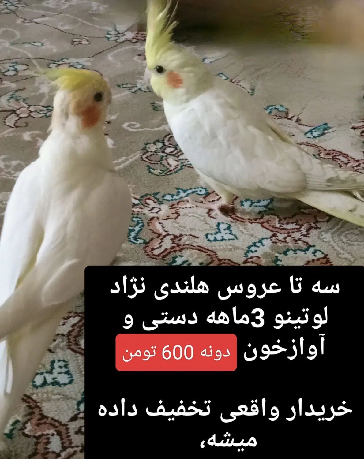 عروس هلندی لوتینو جوجه یکماهه،  وجوجه سه ماهه|پرنده|مشهد, رسالت|دیوار
