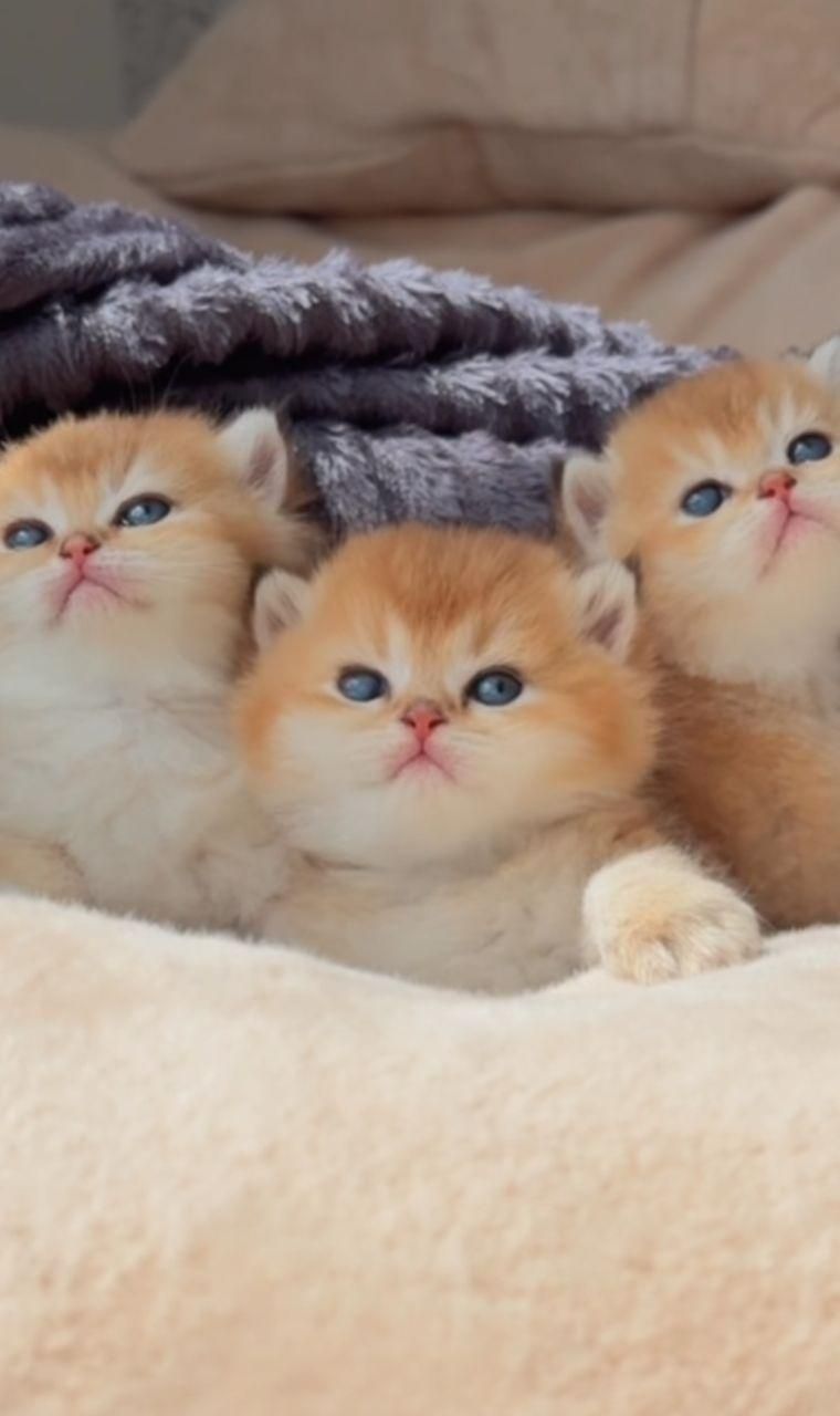 دنیای گربه های خاص آپارتمانی(پرشین بریتیش اسکاتیش)|گربه|مشهد, سجاد شهر|دیوار