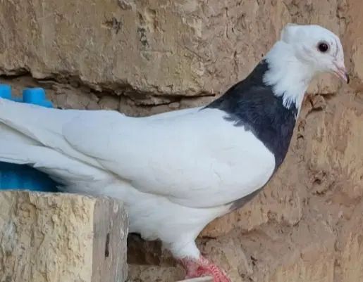 کفتر|پرنده|اصفهان, فروردین|دیوار