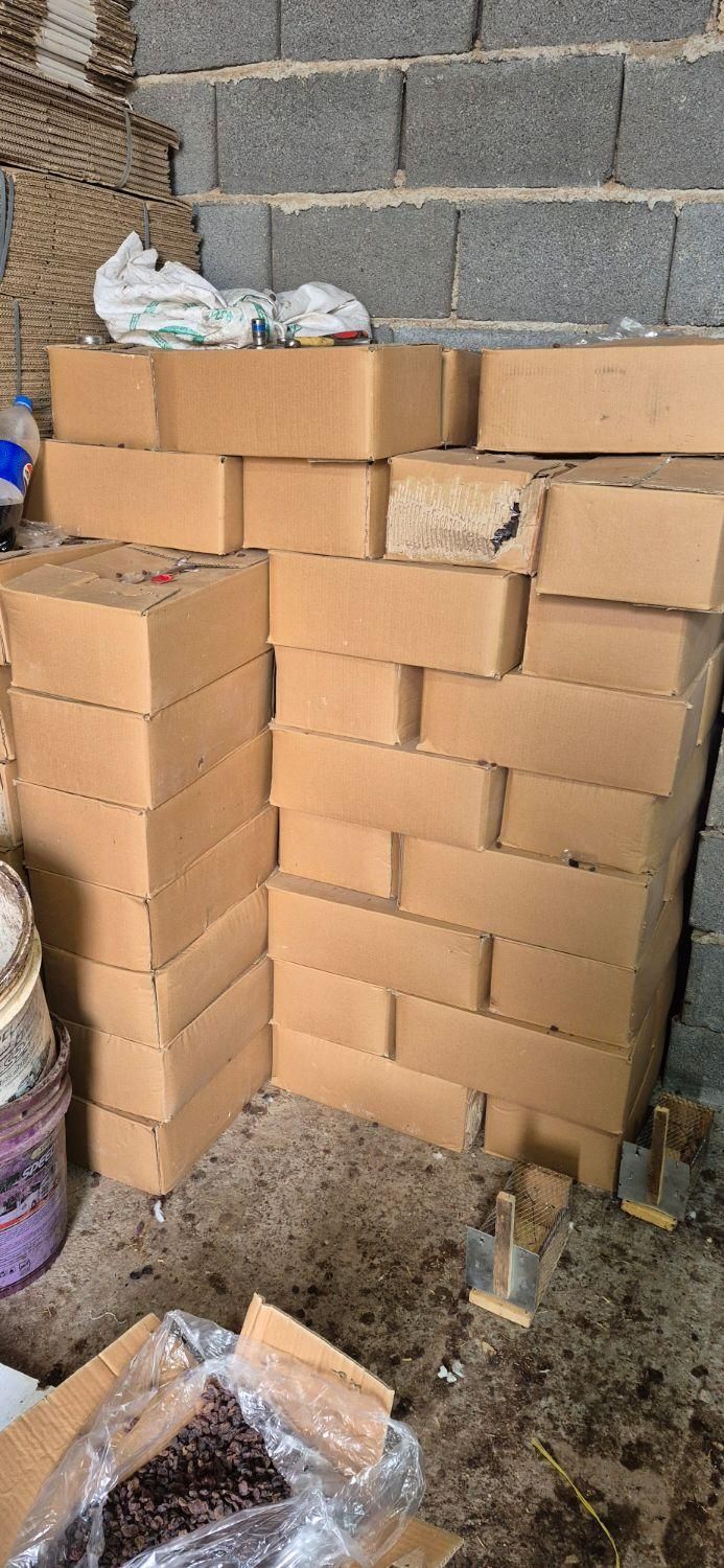 کشمش مویز آفتابی|خوردنی و آشامیدنی|ساری, |دیوار