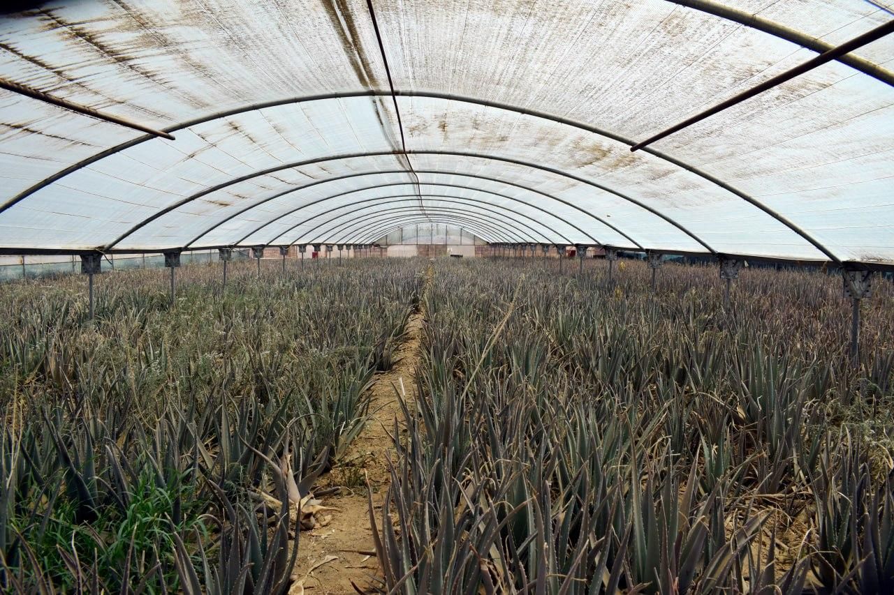 گلخانه فعال جهت فروش|فروش دفتر صنعتی، کشاورزی، تجاری|ششتمد, |دیوار