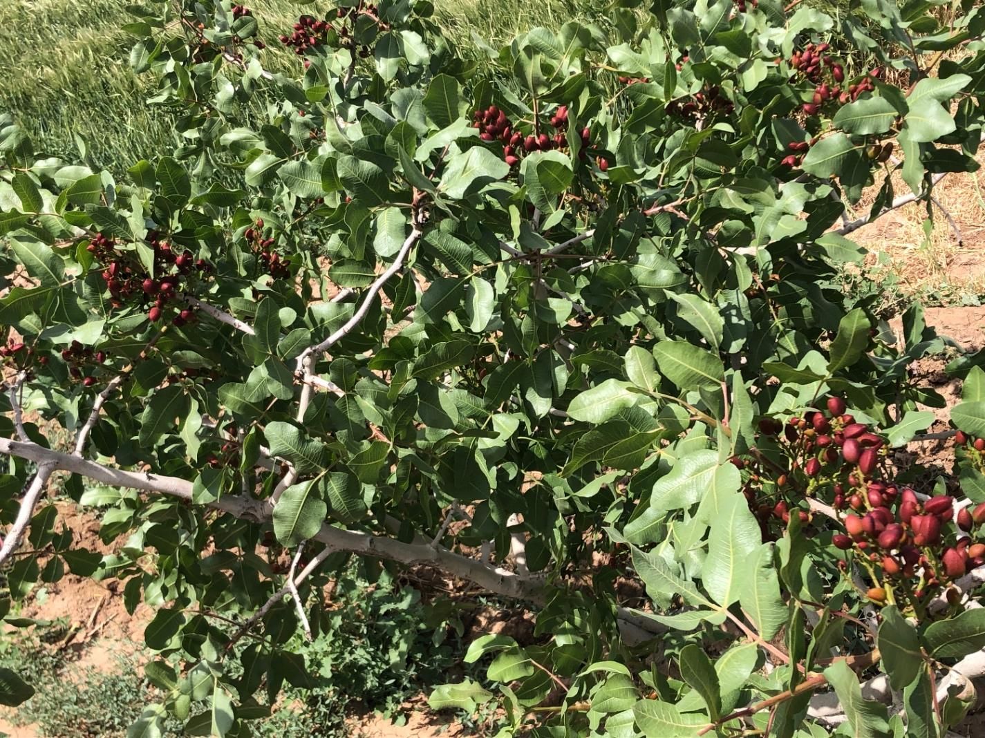 باغ پسته|فروش دفتر صنعتی، کشاورزی، تجاری|سبزوار, قصبه شرقی|دیوار