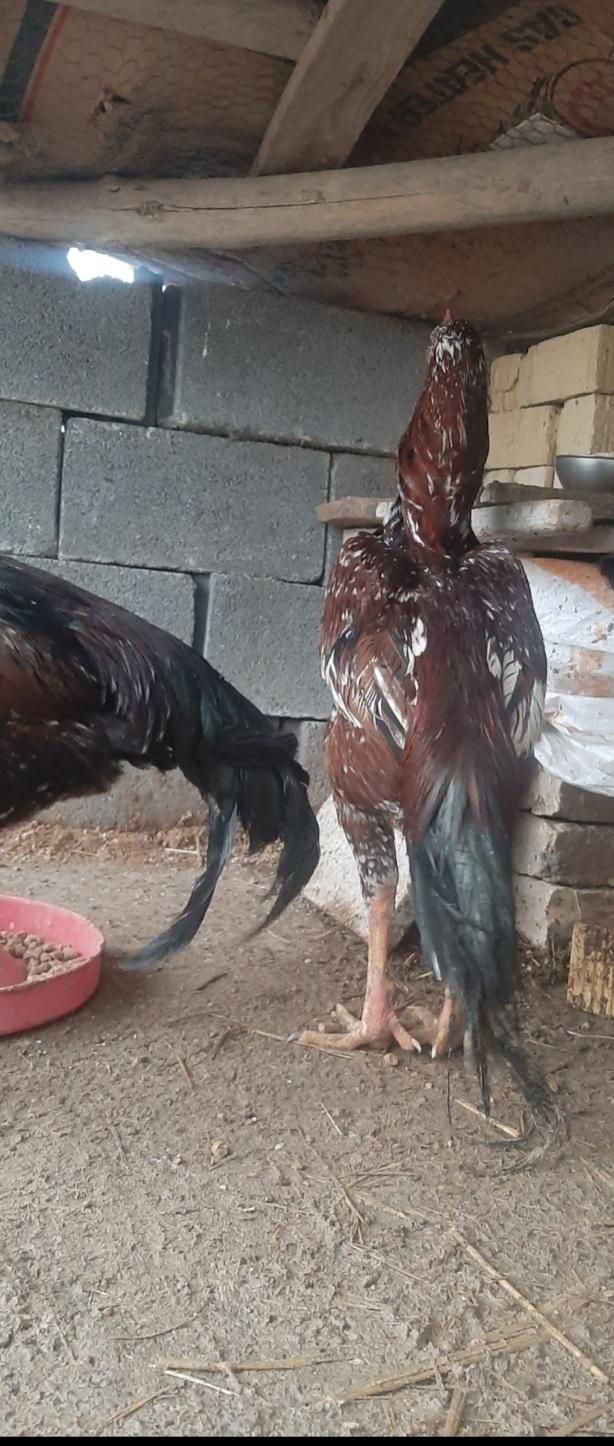 تخم مرغ لاری|حیوانات مزرعه|مرودشت, گندم‎|دیوار