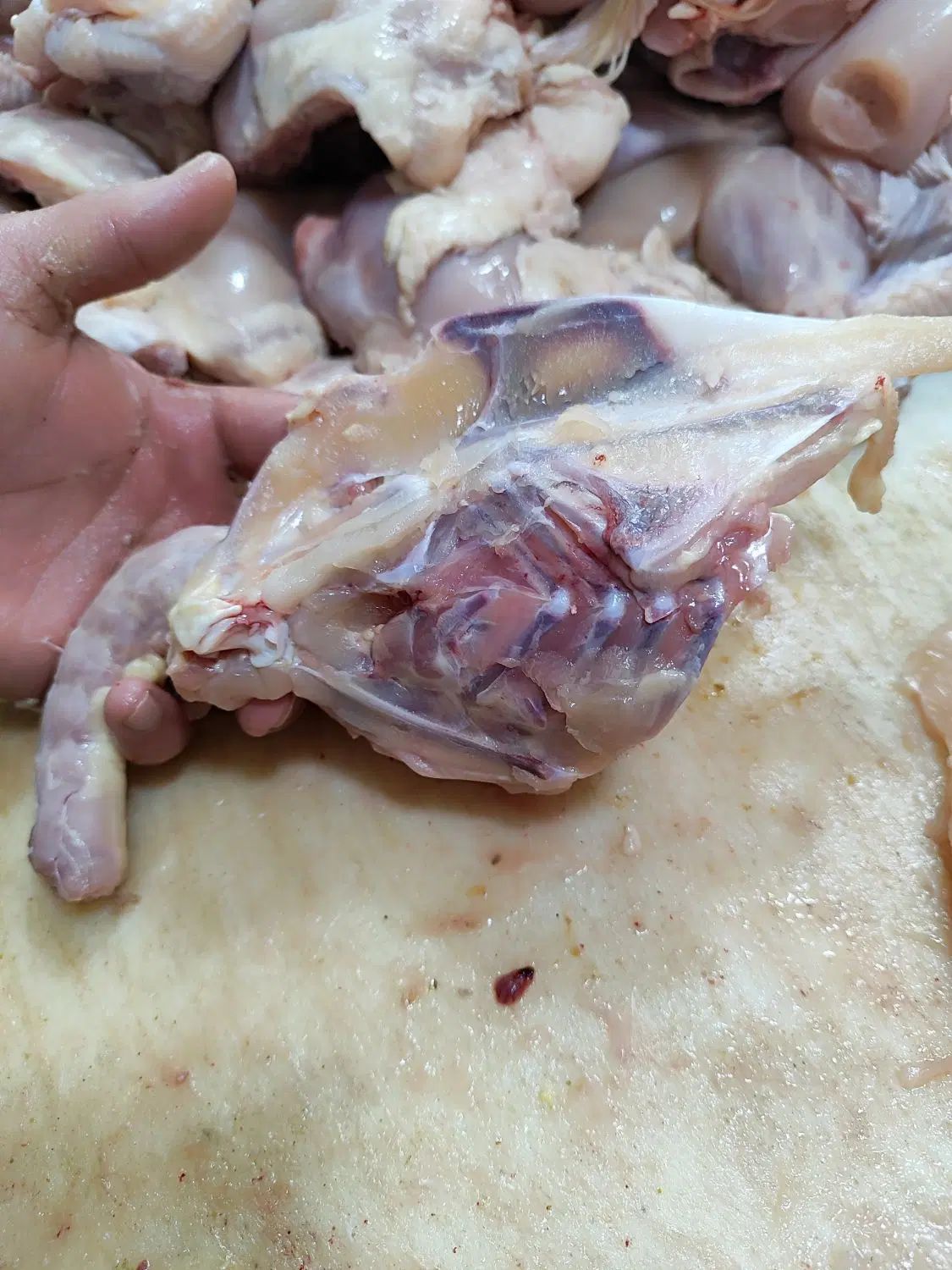 اسکلت مرغ با گردن|خوردنی و آشامیدنی|کرج, مهرویلا شمالی|دیوار
