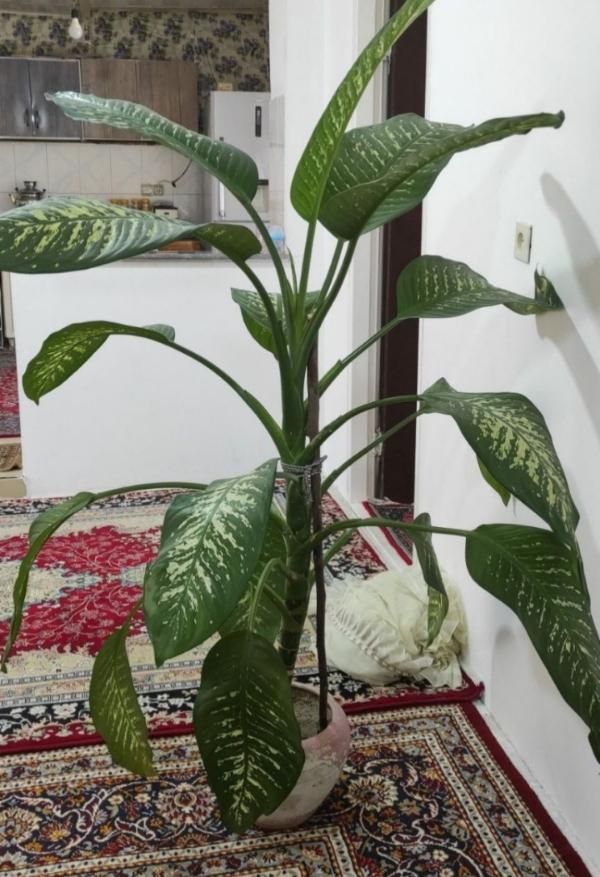 گل طبیعی وزیبا|گل و گیاه طبیعی|صحنه, |دیوار