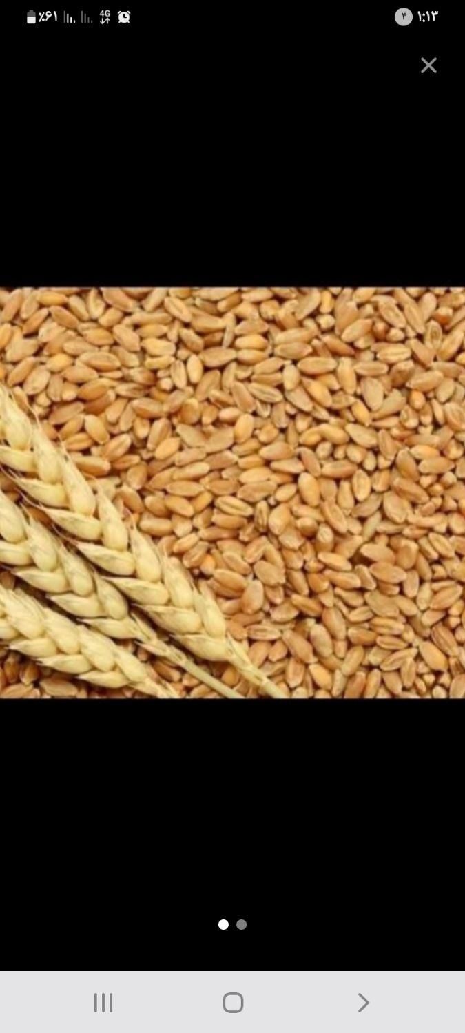 گندم امسال  حدود ۱۵۰۰ کیلو موجود برای فروش|عمده‌فروشی|گرمسار, |دیوار