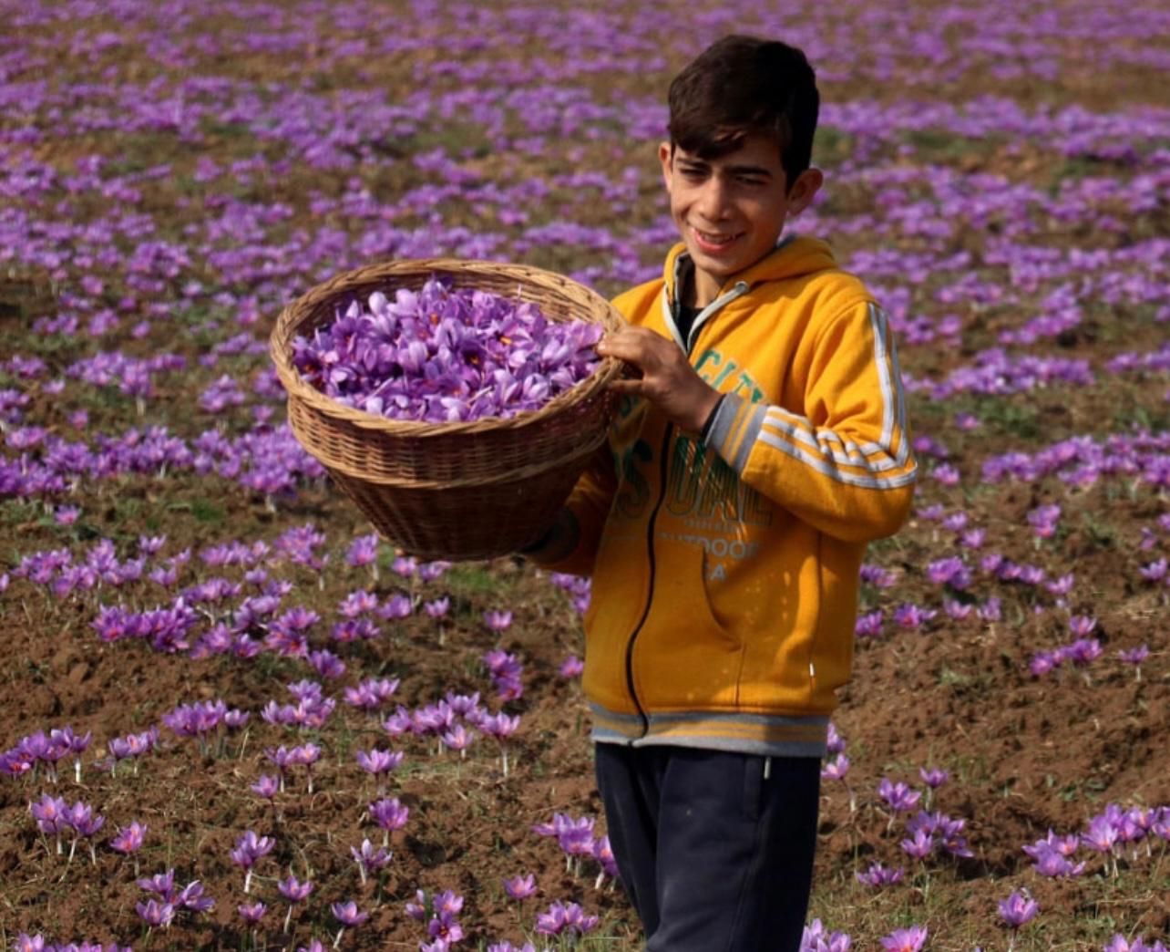 زعفران سرگل طبیعی|خوردنی و آشامیدنی|تهران, ونک|دیوار