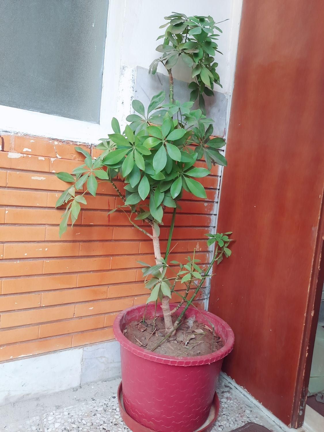 گل شلفرا بزرگ|گل و گیاه طبیعی|مبارکه, |دیوار