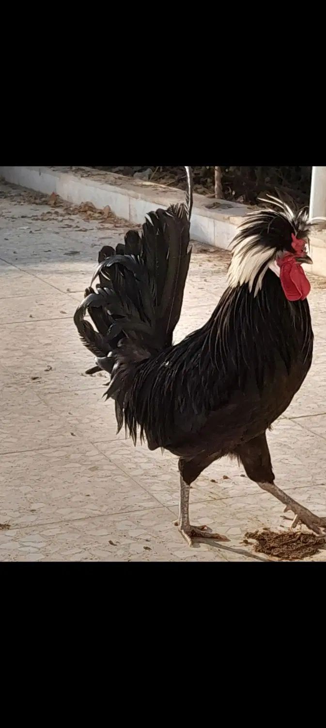 خروس لهستانی مرغ لهستانی مرغ سلطان تخم گذار|حیوانات مزرعه|خمینی‌شهر, |دیوار