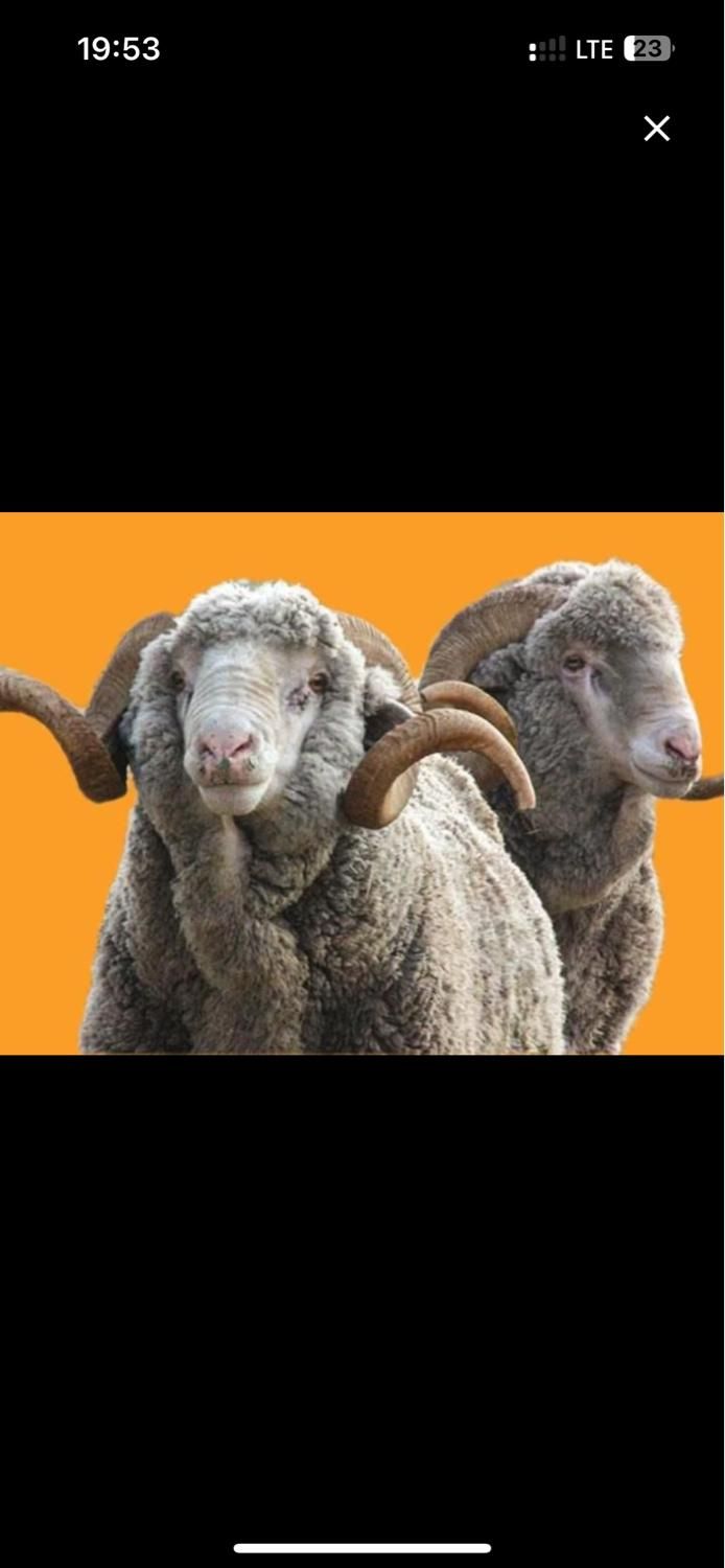پاک کردن کله پاچه سیرابی گوسفند زنده دامداری شهران|حیوانات مزرعه|تهران, جیحون|دیوار
