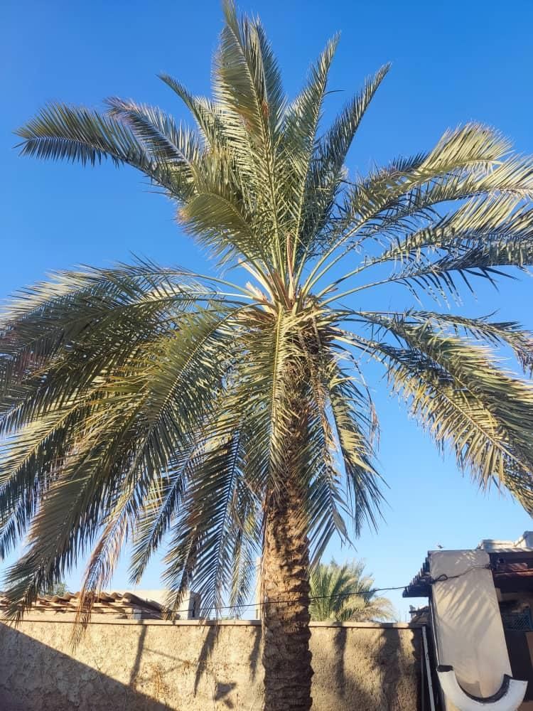 قطع نخل وبرش درخت|خدمات باغبانی و درختکاری|بوشهر, |دیوار