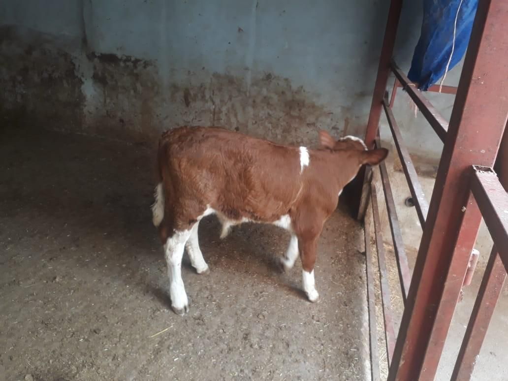 فروش گوساله سیمینتال و...|حیوانات مزرعه|بندر ترکمن, |دیوار