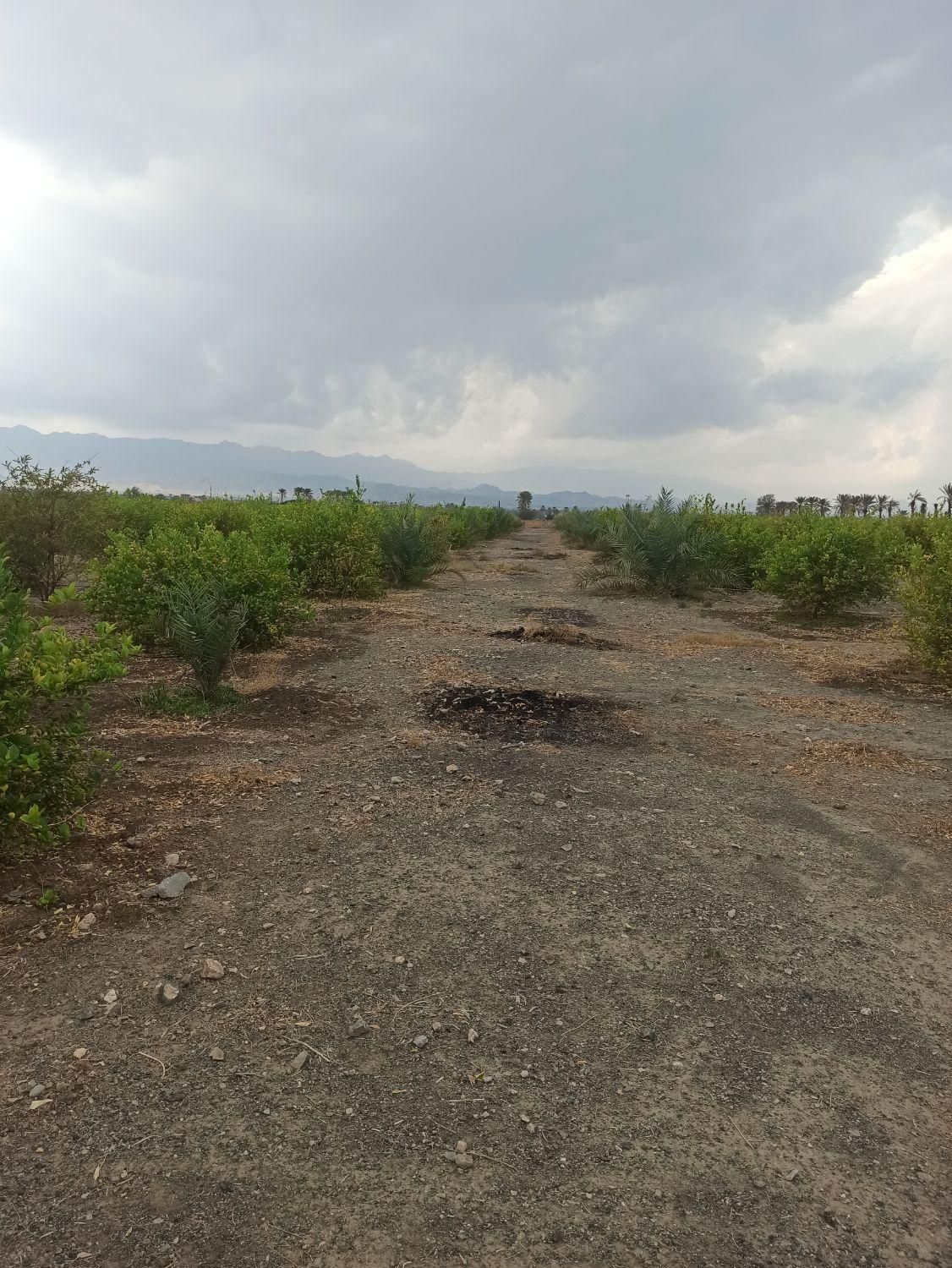 فروش توافقی قطعه ملک باغی در روستای خیراباد رودان|فروش زمین و ملک کلنگی|میناب, |دیوار