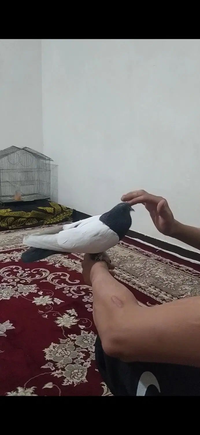 باسلام نر سینه سیاه دستی دنبال موتور ماشین پاک پاک|پرنده|کرمان, |دیوار