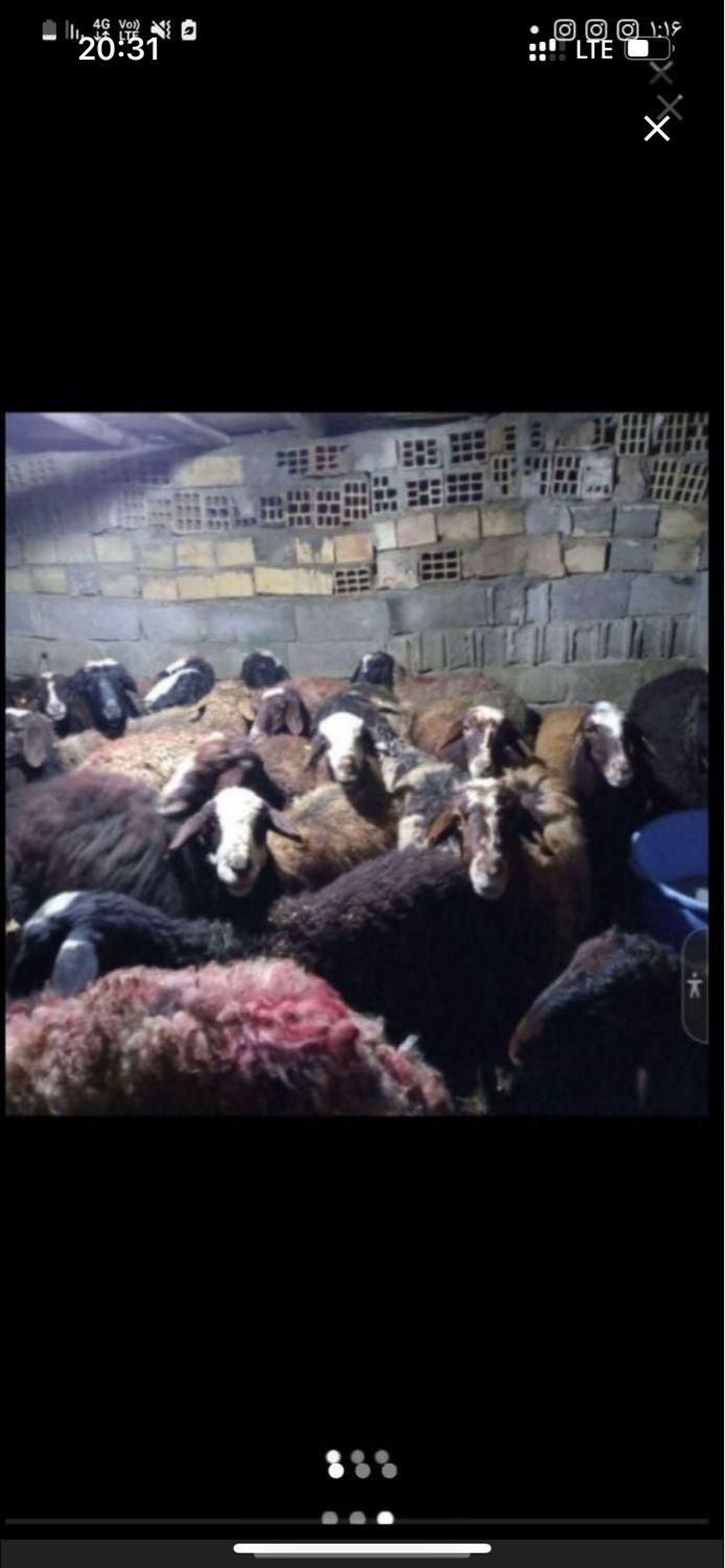 گوسفنده زنده بلوار امیرکبیر سه راه کیانمهر|حیوانات مزرعه|کرج, کیانمهر|دیوار