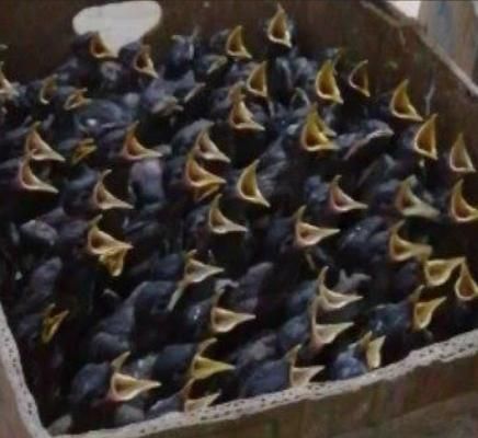 جوجه مینا|پرنده|خمینی‌شهر, |دیوار