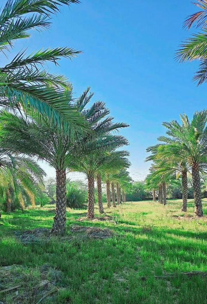 فروش پالم|خدمات باغبانی و درختکاری|اصفهان, نقش جهان|دیوار