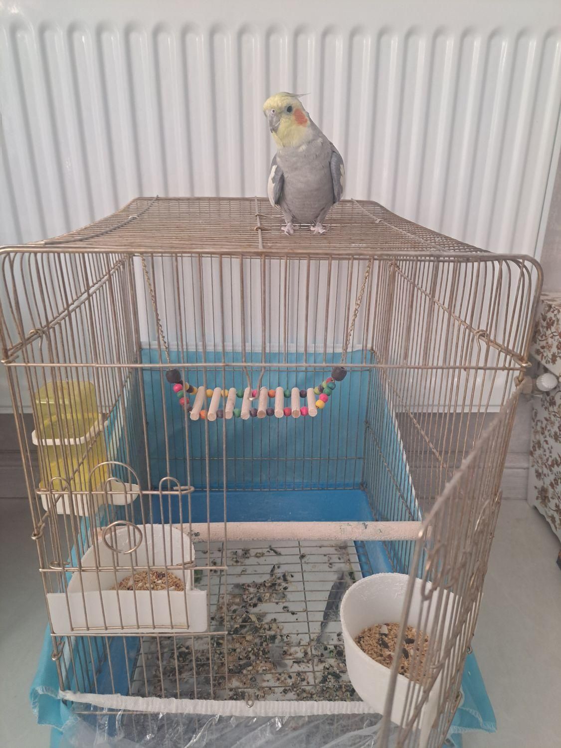 عروس هلندی با قفس|پرنده|شیراز, شهرک فرزانگان|دیوار