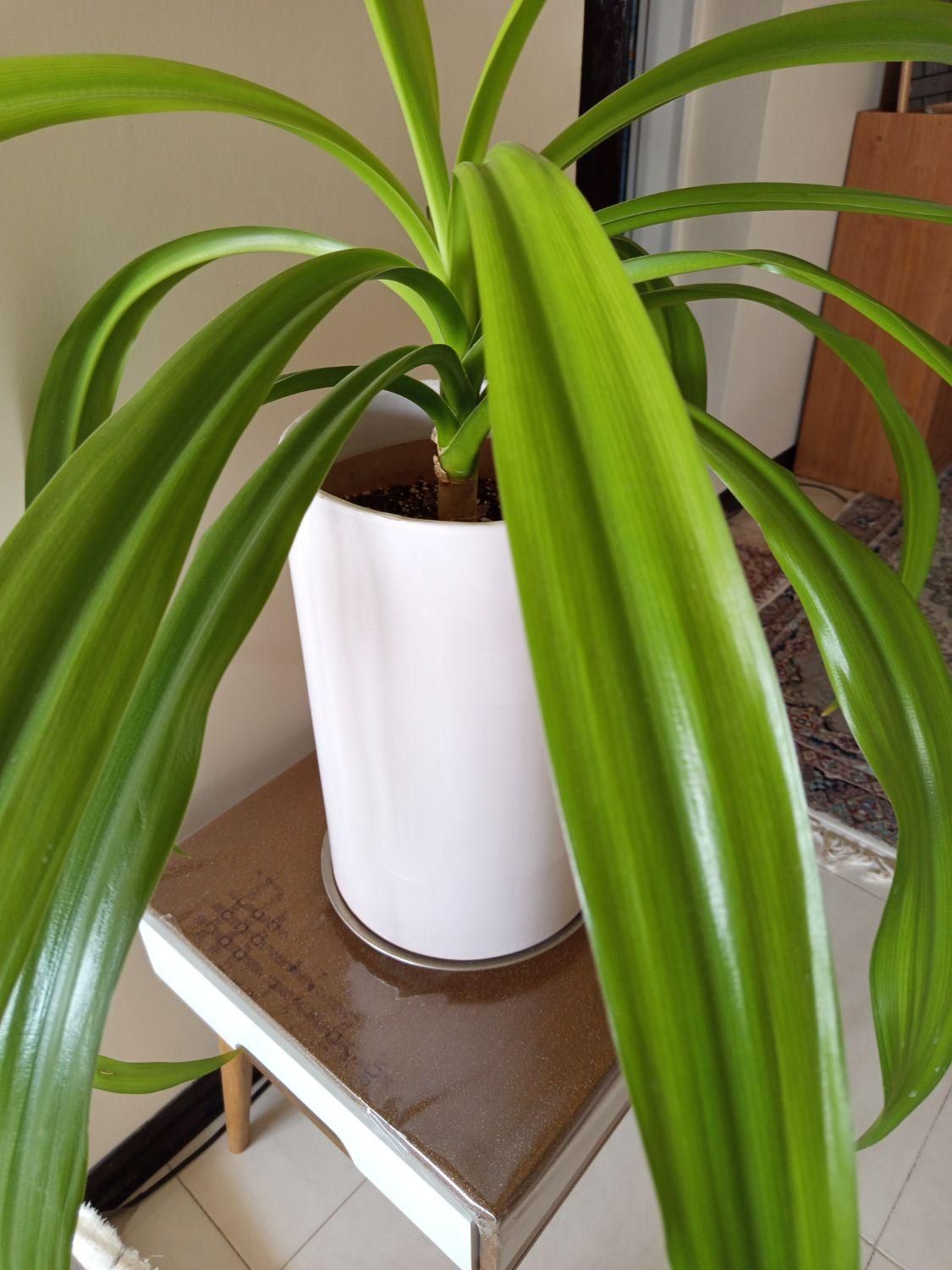 برگ ذرتی|گل و گیاه طبیعی|شیراز, نصر|دیوار