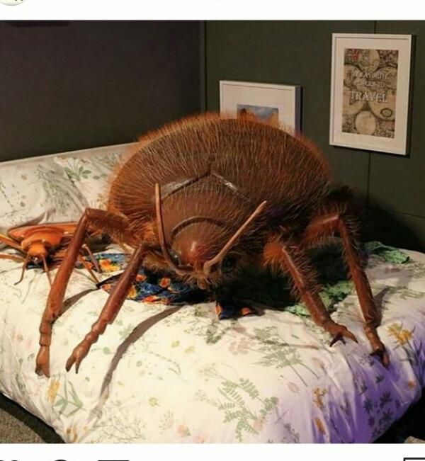 سمپاشی سم پاشی ضدعفونی پردیسان قم شبانه روزی|خدمات نظافت|قم, زنبیل آباد|دیوار