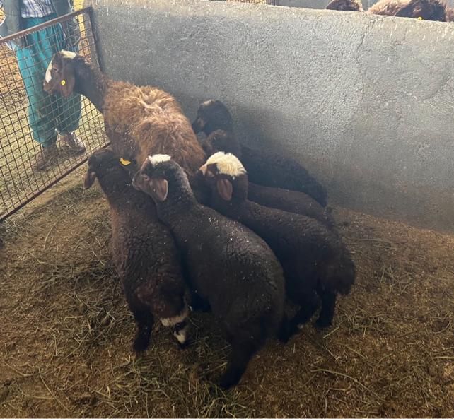 بره قوچ و شیشک قوچی همو شناسنامه دار|حیوانات مزرعه|مشهد, کوثر|دیوار