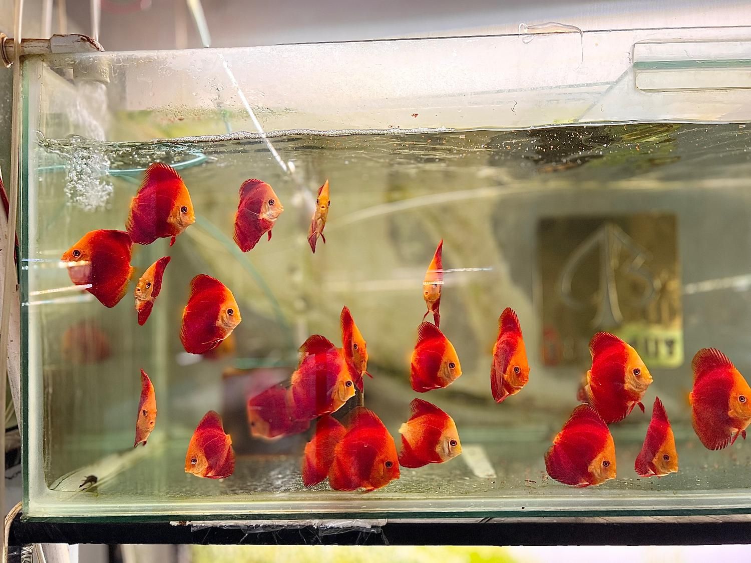 ماهی دیسکس با بیشترین تنوع نژادی در مشهد- فلاور|ماهی|مشهد, آزادشهر|دیوار