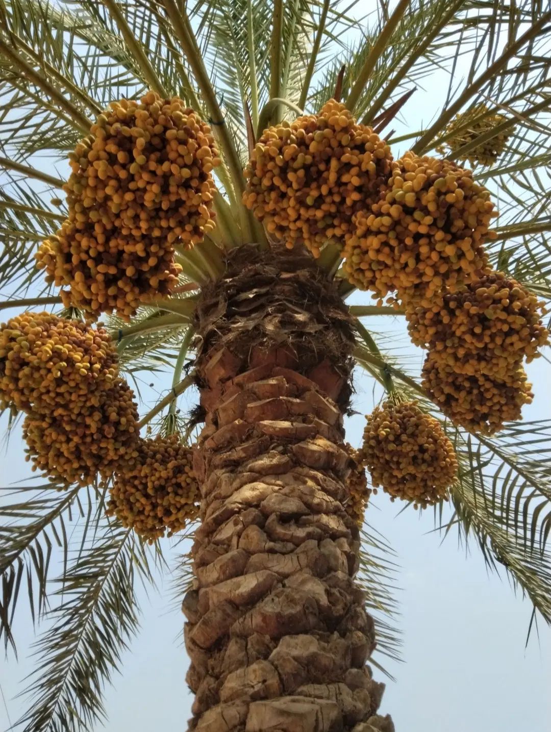خرما و خارک درجه یک آبادان|خوردنی و آشامیدنی|تهران, مرزداران|دیوار