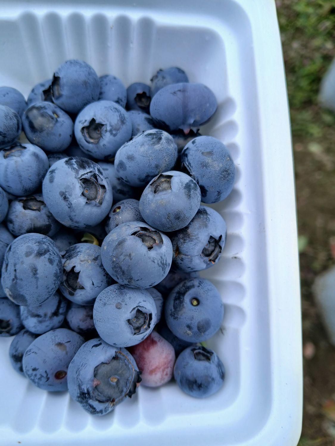 نهال بلوبری|خدمات باغبانی و درختکاری|لنگرود, |دیوار