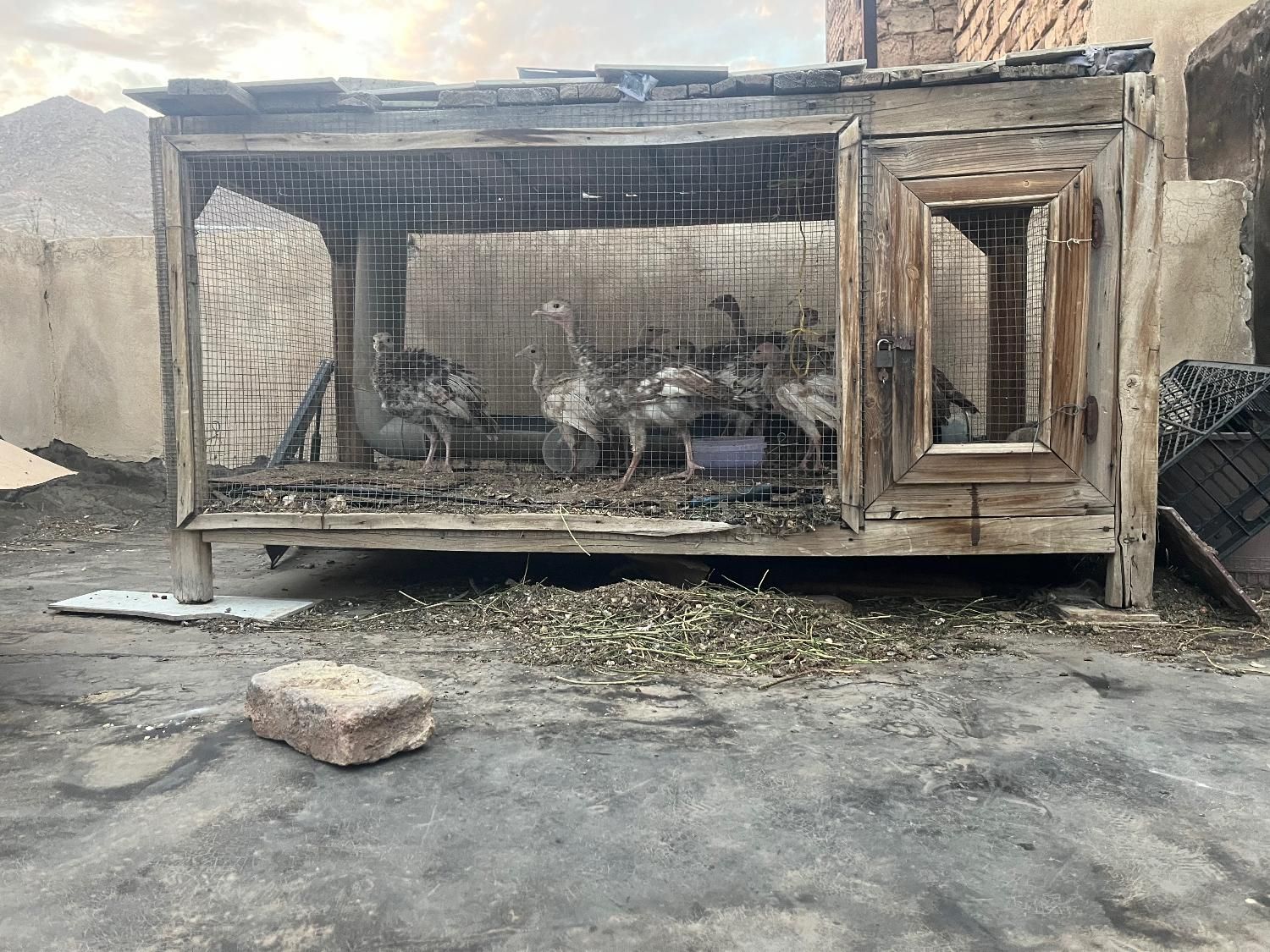 قفس. دست ساز|لوازم جانبی حیوانات|مهدی شهر, |دیوار