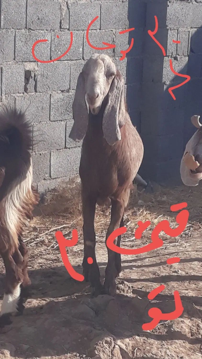 بزغاله‌تخمی‌گلابی‌وپاکستانی|حیوانات مزرعه|مشهد, کلاکوب|دیوار