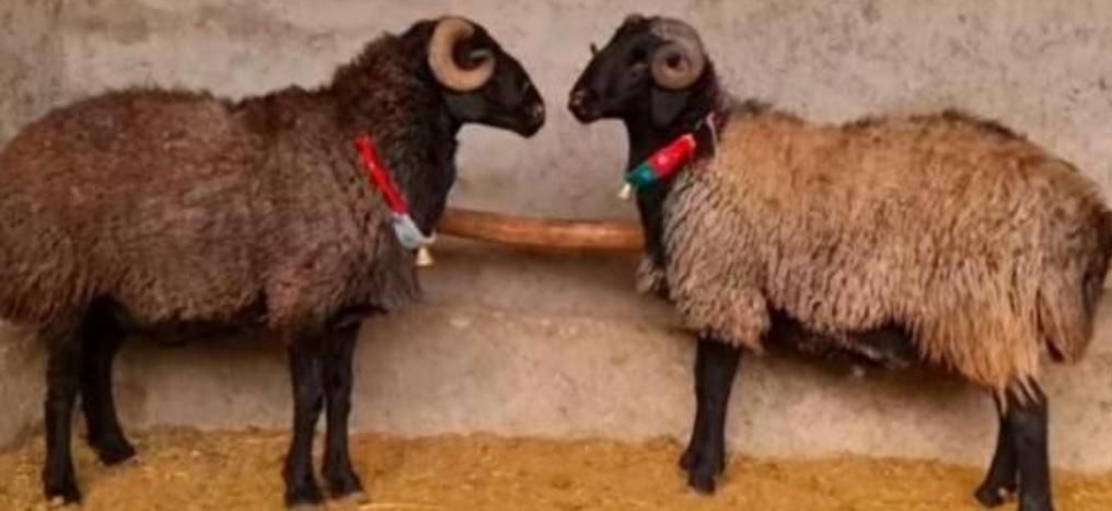 تعاونی زنده باماهرترین قصاب گوسفند کم دنبه کم چربی|حیوانات مزرعه|تهران, مهران (سیدخندان)|دیوار