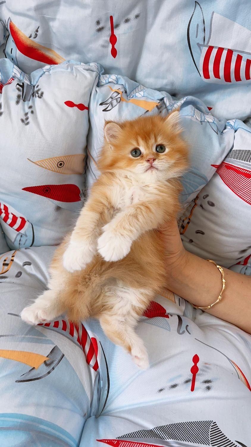 بچه گربه پرشین اسکاتیش بریتیش irancats|گربه|رشت, انصاری|دیوار