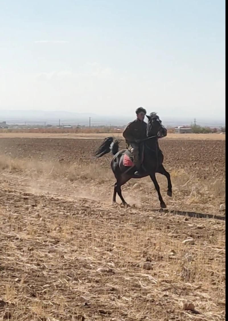 اسب|اسب و تجهیزات اسبسواری|اراک, |دیوار