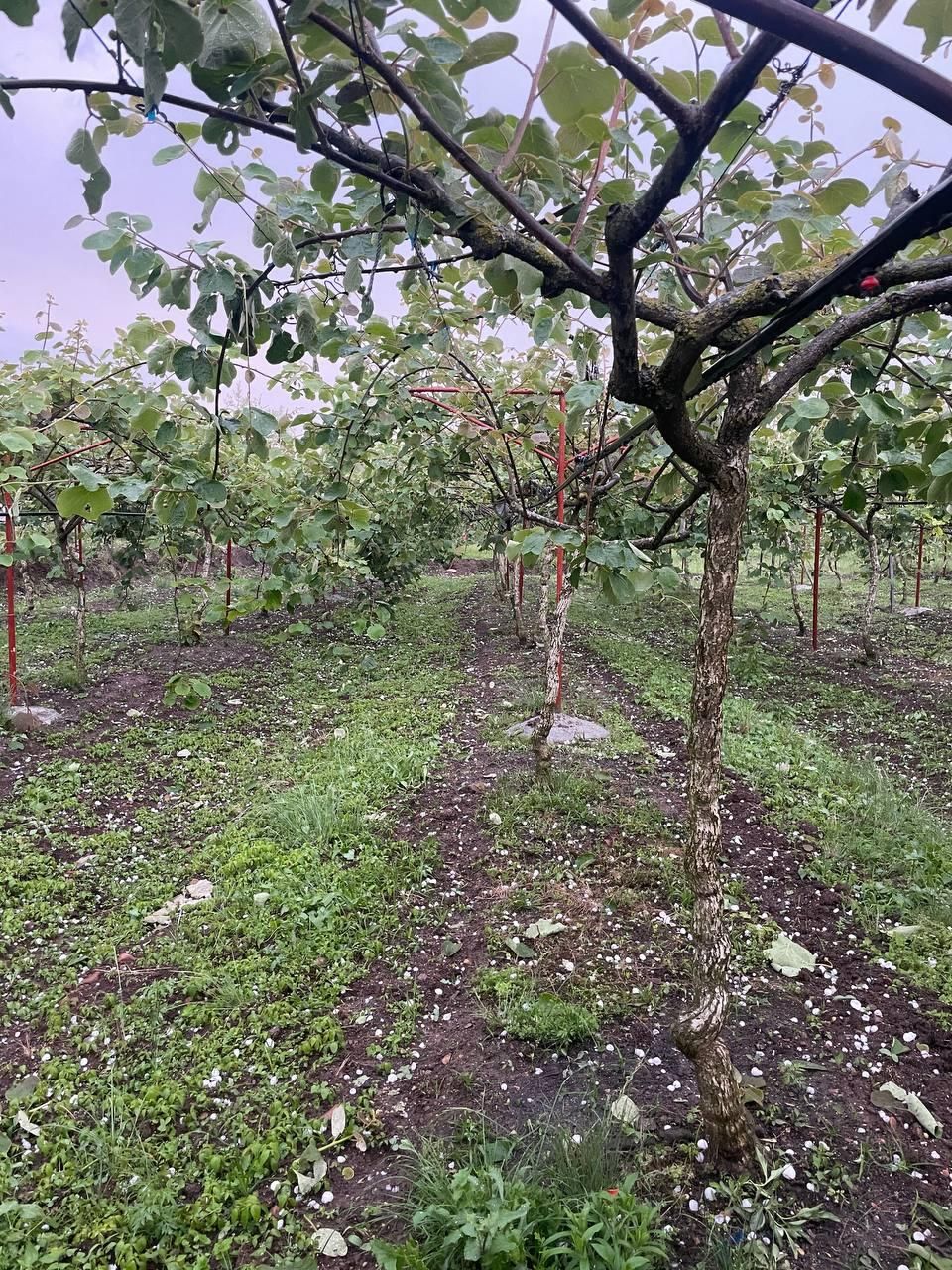 فروش باغ کیوی در جوکندان دوم تالش|فروش زمین و ملک کلنگی|تالش, جوکندان|دیوار