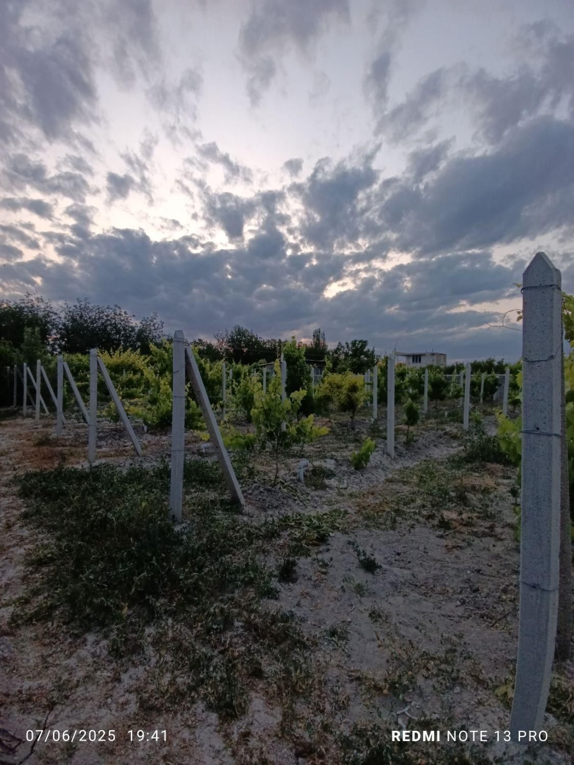 خریدار|خدمات باغبانی و درختکاری|ارومیه, |دیوار