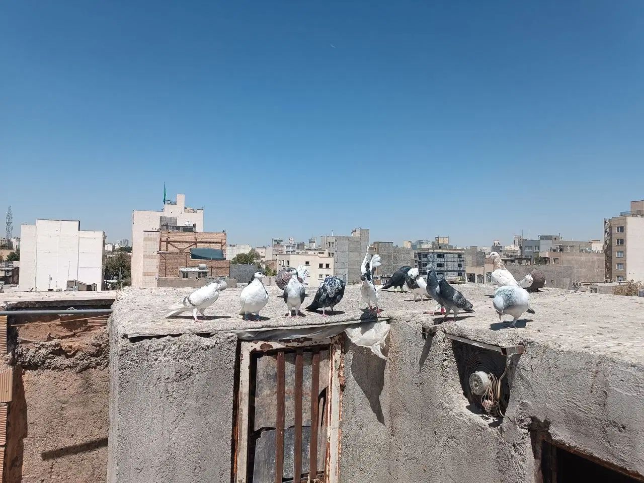 کبوتر پرشی|پرنده|مشهد, هفده شهریور|دیوار