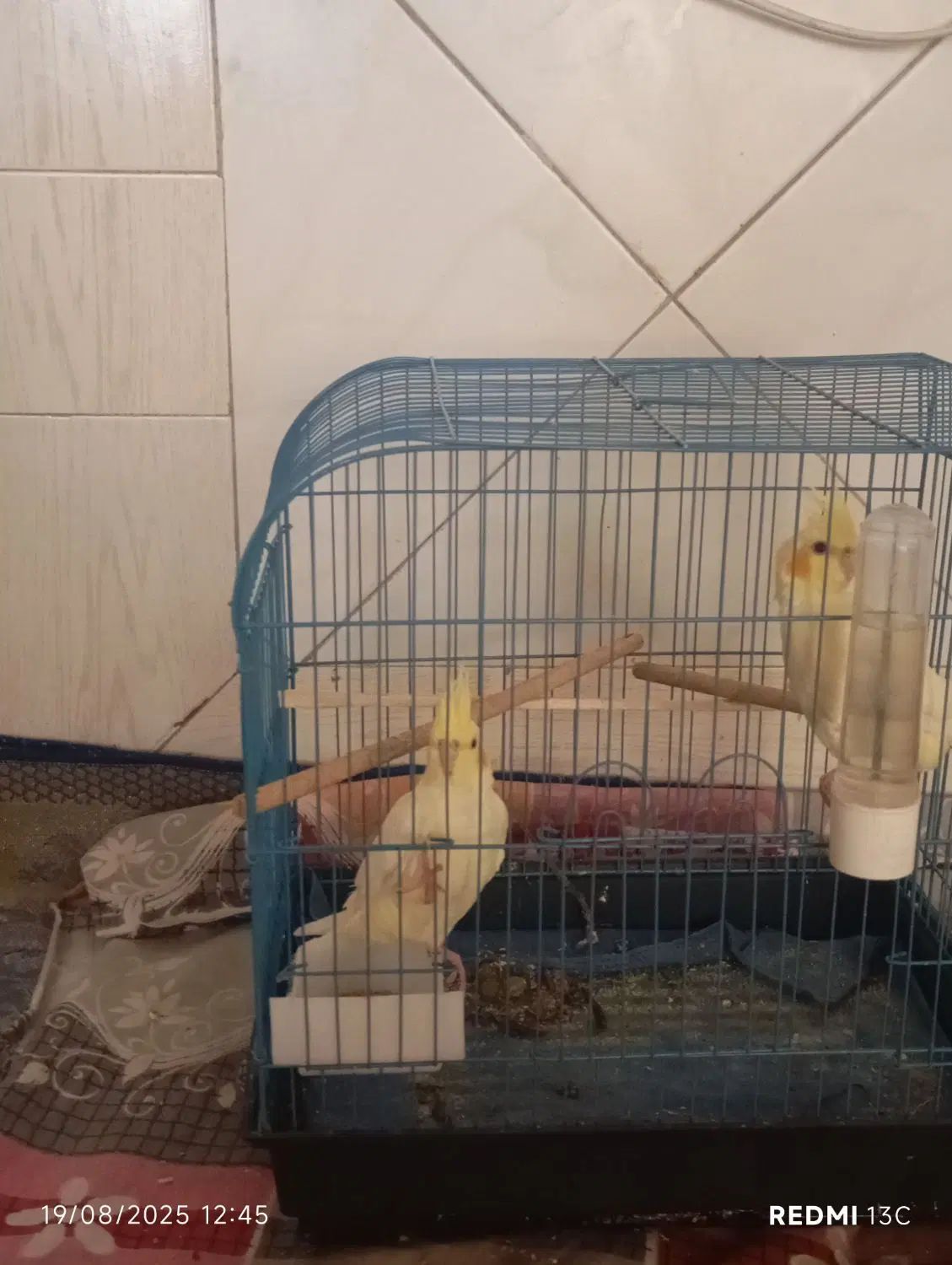 دو عدد جوجه عروس هلندی ۴ماهه موقع یادگیریشون هست|پرنده|کاشان, فاز ۲ ناجی آباد|دیوار