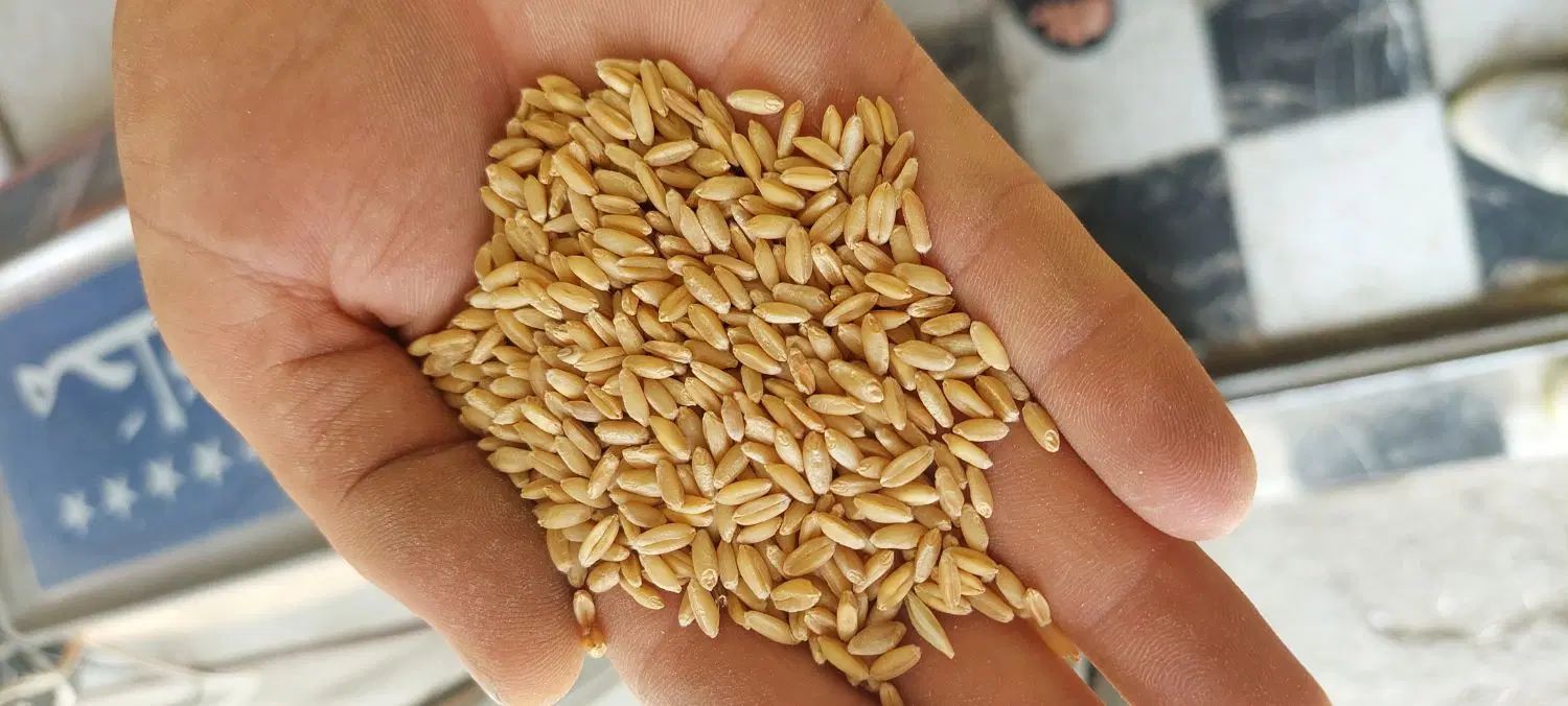 خریدار نخود،نخودسیاه ،کشک ارد کود|خدمات باغبانی و درختکاری|کرمانشاه, |دیوار