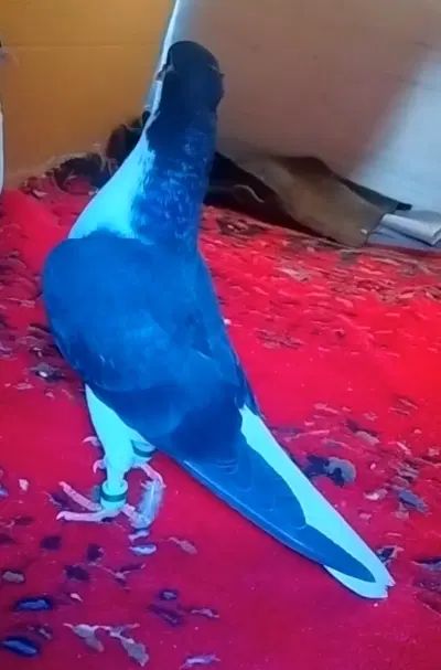کفتر رنگه عتیقه چپ وساده کاکلی دمسفید سرور سینه|پرنده|مشهد, سپاد|دیوار