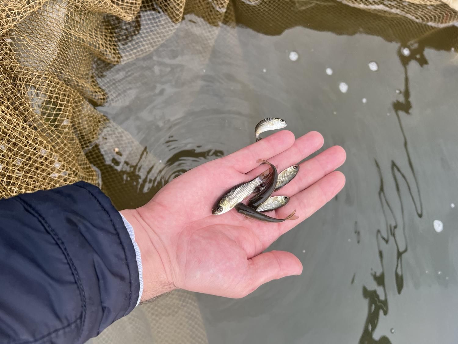 بچه ماهی کپور امور کوی قزل|ماهی|تهران, استاد معین|دیوار